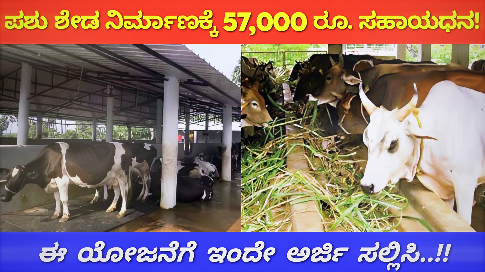 Mgnrega Cattle Shed Scheme Karnataka 2024: ಪಶು ಶೆಡ್ ನಿರ್ಮಾಣಕ್ಕೆ ಸರ್ಕಾರದಿಂದ 57,000 ರೂ. ಸಹಾಯಧನ.!!