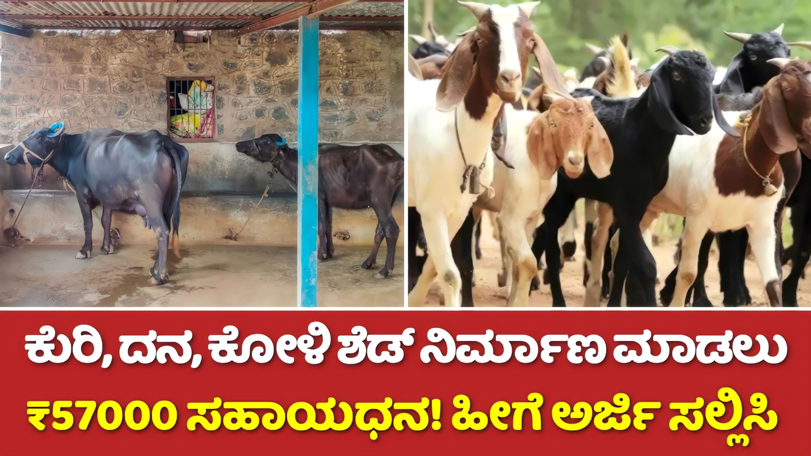 Shed Subsidy: ಕುರಿ, ಕೋಳಿ, ದನದ ಶೆಡ್ ನಿರ್ಮಾಣ ಮಾಡಲು ಸರ್ಕಾರದಿಂದ ₹57000 ಸಹಾಯಧನ! ಅರ್ಜಿ ಸಲ್ಲಿಸುವ ಪೂರ್ತಿ ಮಾಹಿತಿ ಇಲ್ಲಿದೆ! 